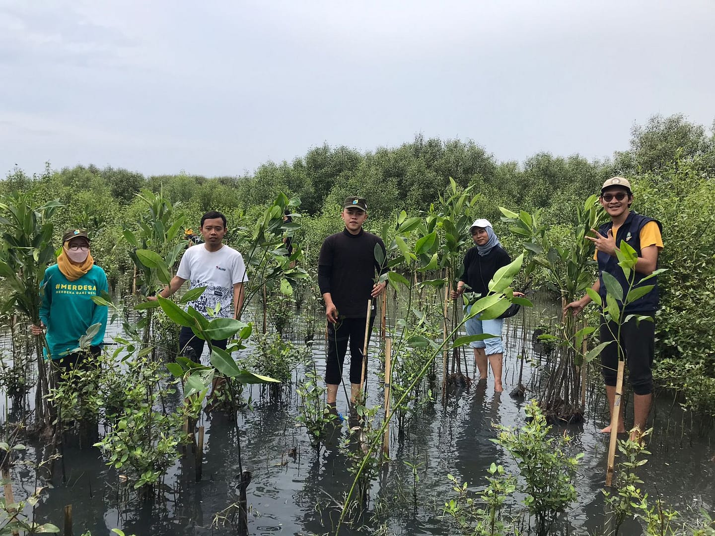 Mengupas Pentingnya Konservasi Mangrove di Pesisir Indramayu untuk Masa Depan