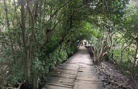 hutan mangrove bali