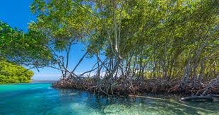 hutan mangrove dan bakau