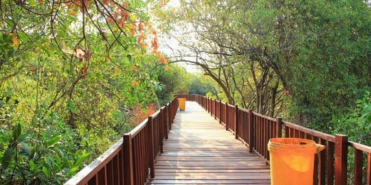 Keindahan Wisata Mangrove di Surabaya: Destinasi Ekowisata yang Memikat Hati Wisatawan