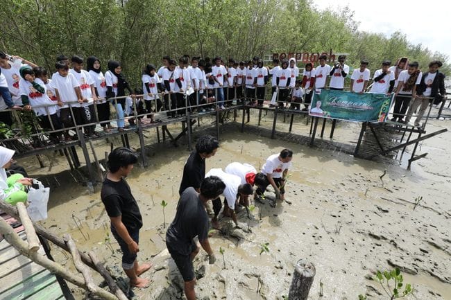 Dedikasi Nenek Laela: Merawat Mangrove di Karawang, Menuai Berkah Lingkungan