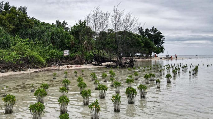 Pulau Pramuka Jadi Pusat Restorasi Mangrove dan Terumbu Karang oleh KLHK Hadapi Krisis Global