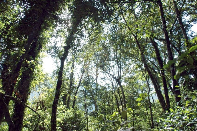 Menelusuri Sejarah Hutan Kalimantan: Warisan Alam Ibu Kota Nusantara yang Megah