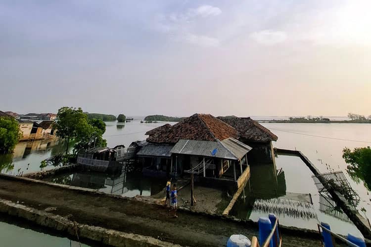 Laut Jawa Menelan Daratan, Desa Mayangan Bertahan dengan Solusi Lokal