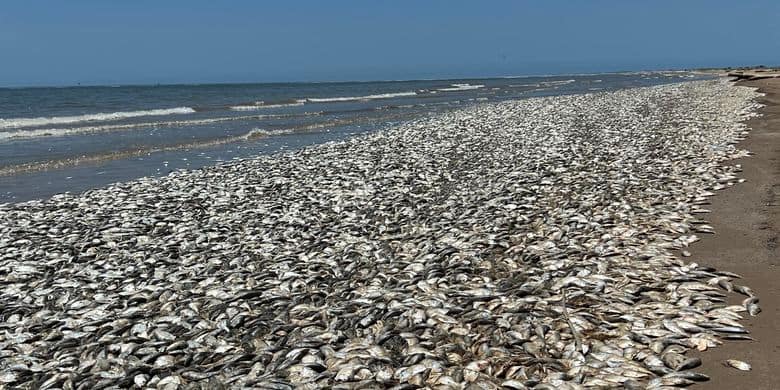 Ikan Mati di Pantai Pesawaran: Tanda Krisis Lingkungan atau Polusi Laut? Ini Penjelasannya