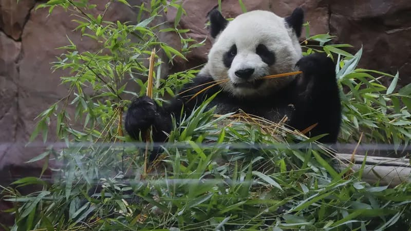 Kebun Binatang China Dihujani Kritik: Apakah Memperbesar Hewan untuk Dikenal?